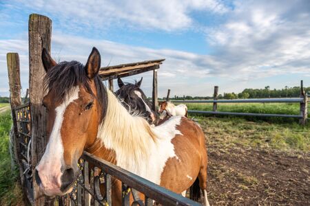 Horses in a pasture in the French countryside in springの写真素材
