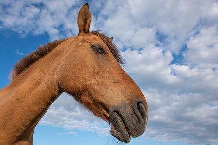 Horses in a pasture in the French countryside in springの写真素材