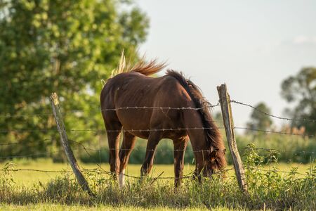 Horses in a pasture in the French countryside in springの写真素材