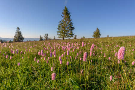 Beautiful wildflower meadow with knotweed Common bistortの写真素材