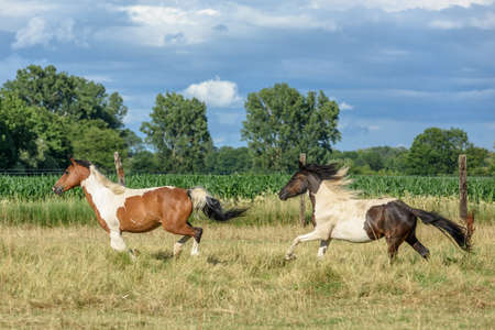 Ponies running in a pasture in the French countrysideの写真素材