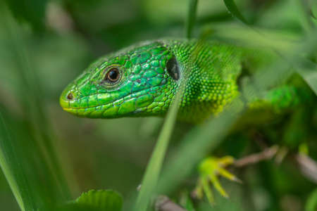 A green lizard on a branchの写真素材
