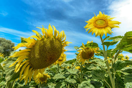 Sunflower flowers in a cultivated fieldの写真素材