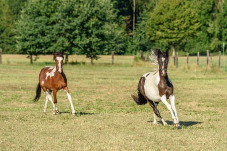 Ponies running in a pasture in the countryside