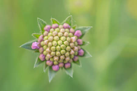 Wildflower close up in a meadow