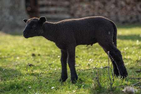 Black lamb standing isolated in a meadow with head turning to the right