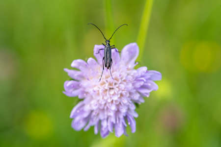 A beautiful beetle is looking for nectar on flowers.の写真素材