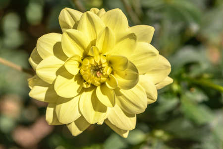 Dahlia flowers growing in the gardenの写真素材