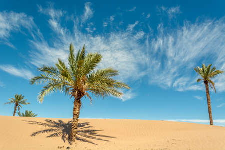 Palm in the desert oasis morocco saharaの写真素材