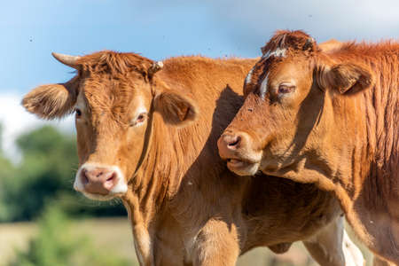 Brown and white cows on a farmlandの写真素材
