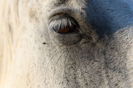 Draft Horse portrait in a pastureの写真素材