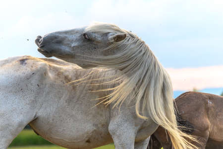 Draft Horse portrait in a pastureの写真素材