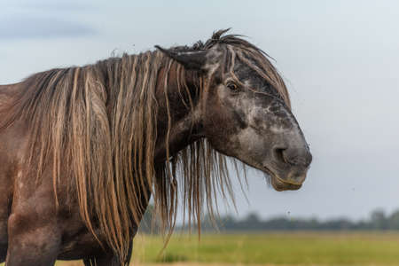 Draft Horse portrait in a pastureの写真素材