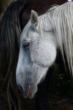 Draft Horse portrait in a pastureの写真素材