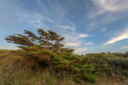 Cedar tree bent by the wind in a coastal landscape near the atlantic ocean.の写真素材