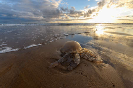 Jellyfish washed up on a beach on the Atlantic coast.