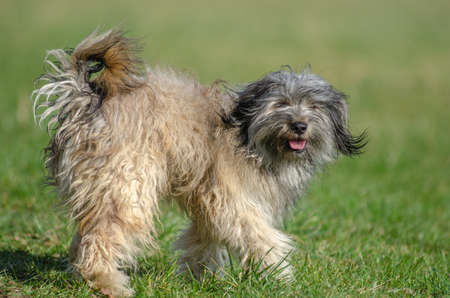 Dog playing having fun in a meadow.