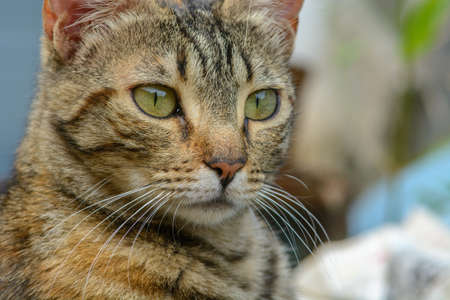 Lovely cat playing in relax time,Happy in outdoors.