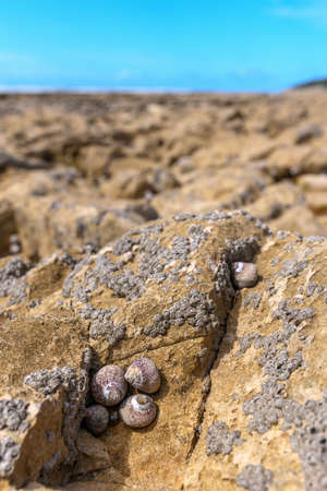 Close up on coastal rocks with seashells during low tide.の写真素材