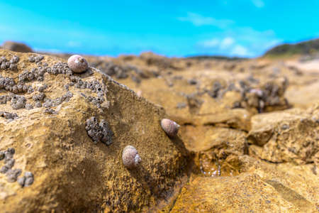 Close up on coastal rocks with seashells during low tide.