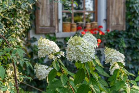 White hydrangea flower in a garden blooms in spring.の写真素材