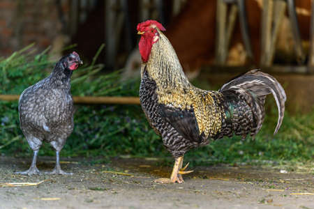 Hens and chickens raised on organic farmの写真素材