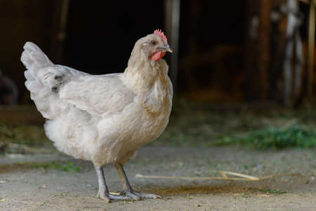 Hen raised on organic farm in France.の写真素材