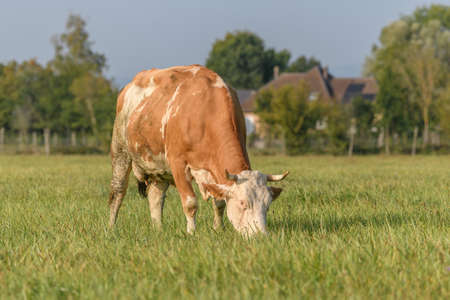 Cow feeding in a meadow during the summer in France.の写真素材