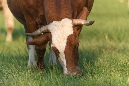 Cow feeding in a meadow during the summer in France.