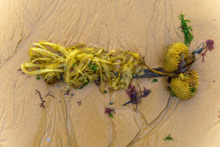 Seaweed on a sandy beach in the Atlantic Ocean.の写真素材