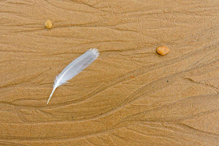 Sea bird feather on a sandy beach.の写真素材