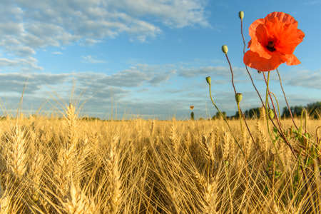 Poppies in wheat field in summertime in France.