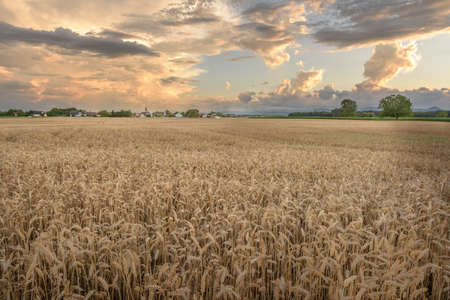 Wheat field in summertime in the French countryside.