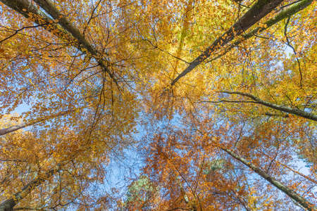 Beech forest with yellow leaves in autumn.