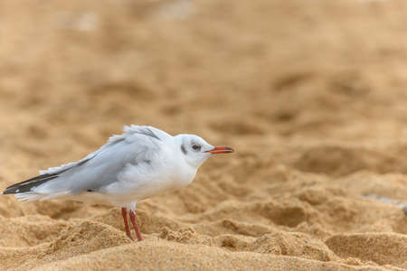 Black-headed gull on a sandy beach in France. High quality photoの写真素材