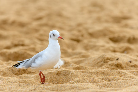 Black-headed gull on a sandy beach in France. High quality photoの写真素材