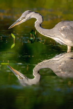 Gray heron fishing in a pond in the Alsace plain in France. High quality photoの写真素材