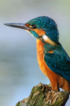 Common Kingfisher fishing in a pond in the Alsace plain in France. High quality photoの写真素材