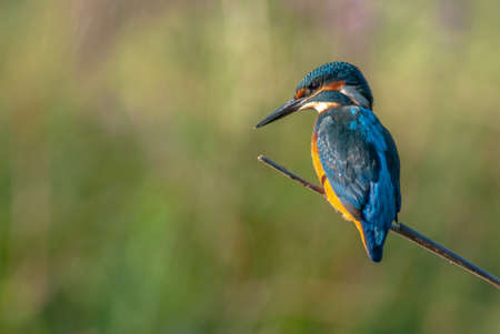 kingfisher perched on a branch above the water of a pondの写真素材