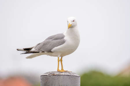 Yellow-legged Gull on a pole in the port of Grau du Roi in Franceの写真素材