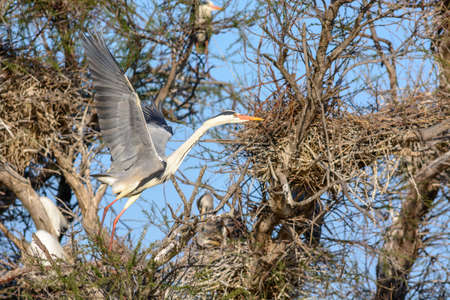 Gray heron building a nest in the Camargue national parkの写真素材
