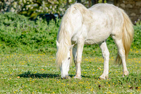 Famous white horse in a field, Camargue, Franceの写真素材