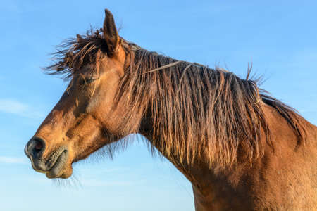 Famous white horse in a field, Camargue, Franceの写真素材