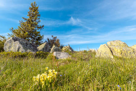 Granite rocks in the Vosges mountains in Franceの写真素材
