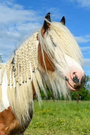 Irish cob horse in a pasture in spring. Horse with mane plaited in pigtailsの写真素材