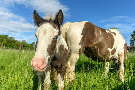 Irish cob horse in a pasture in spring.の写真素材