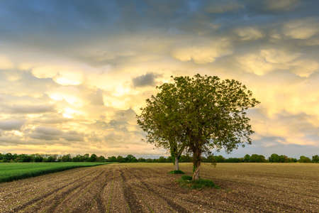 Mammatus clouds over cultivated fields in the French countryside. Spring.の写真素材
