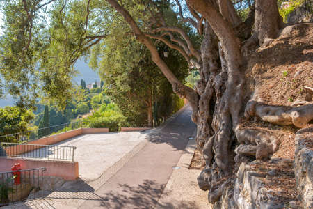 Millennial olive tree from Roquebrune-Cap-Martin. France, Europe.