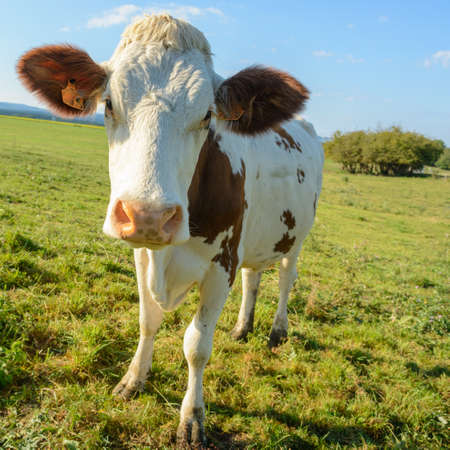 Cow in a pasture in France., Jura, Doubs.