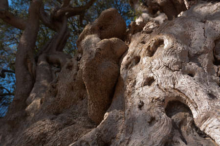 Millennial olive tree from Roquebrune-Cap-Martin. France, Europe.の写真素材